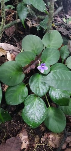 African Violet — plant photo