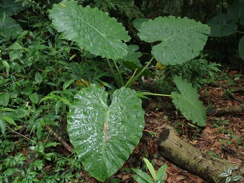 Alocasia — plant photo