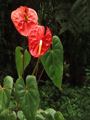 Anthurium — plant photo