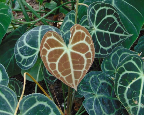Velvet Anthurium — plant photo