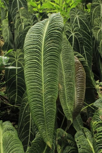 King Anthurium — plant photo