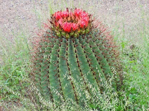 Barrel Cactus — plant photo