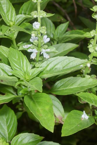 Basil — plant photo
