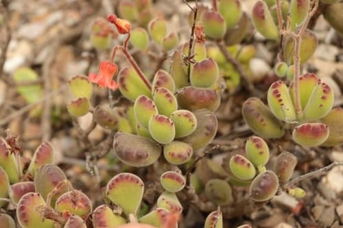 Bear's Paw Succulent — plant photo