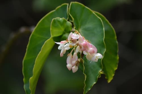 Polka Dot Begonia — plant photo