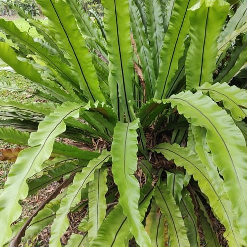 Bird's Nest Fern — plant photo