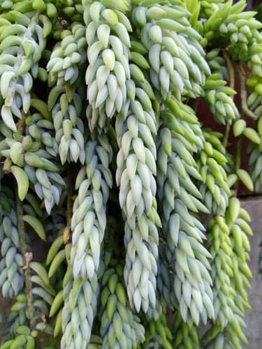 Burro's Tail — plant photo