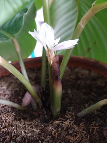 Calathea — plant photo