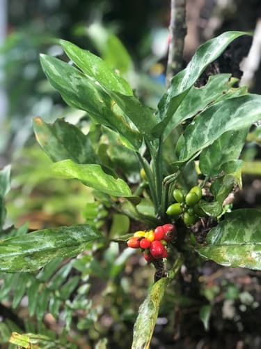 Chinese Evergreen — plant photo
