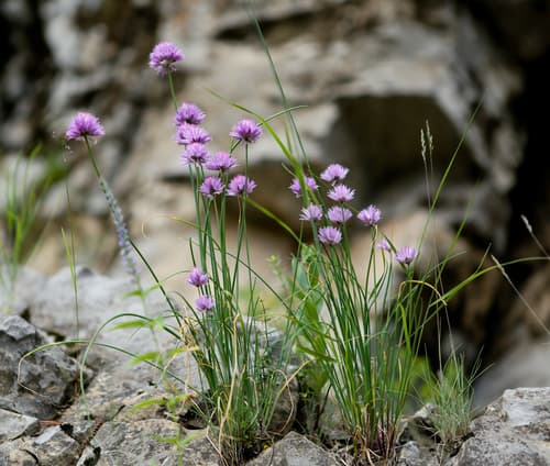 Chives — plant photo