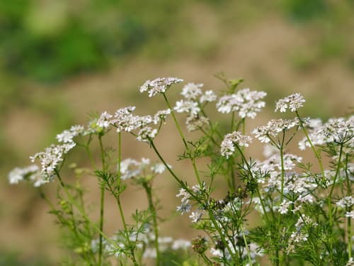 Cilantro — plant photo