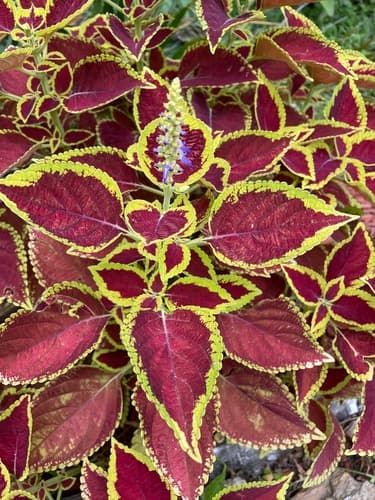 Coleus — plant photo