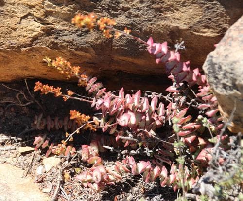String of Buttons — plant photo