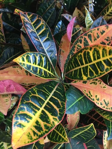 Croton — plant photo