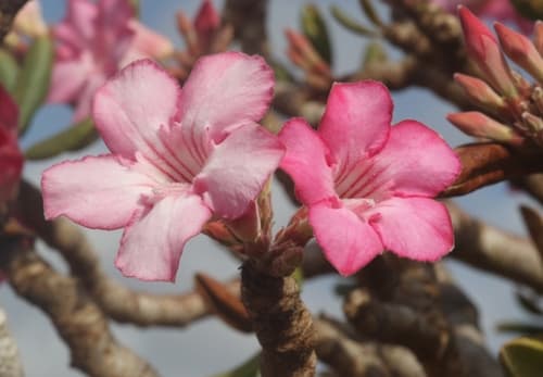 Desert Rose — plant photo