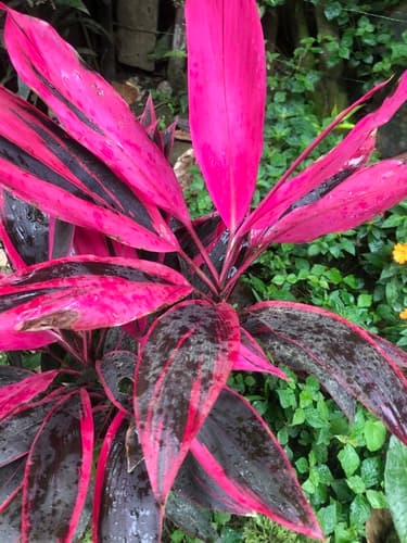 Dracaena — plant photo