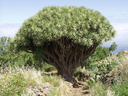 Dragon Tree — plant photo