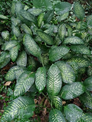 Dumb Cane — plant photo