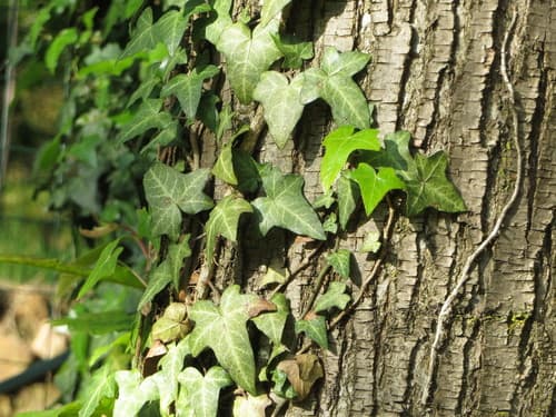 English Ivy — plant photo