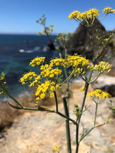 Fennel — plant photo