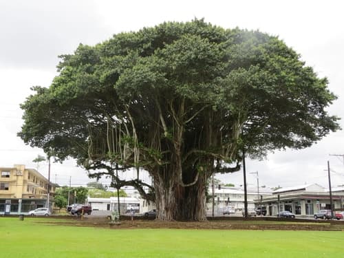 Ficus Audrey — plant photo