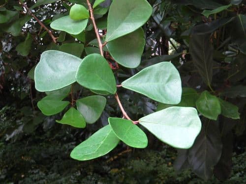 Sweetheart Ficus — plant photo