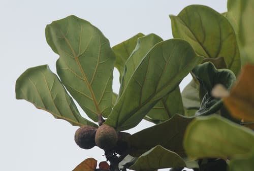 Fiddle Leaf Fig — plant photo