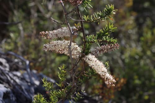 Foxtail Fern — plant photo