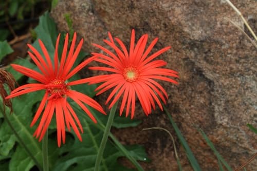 Gerbera Daisy — plant photo