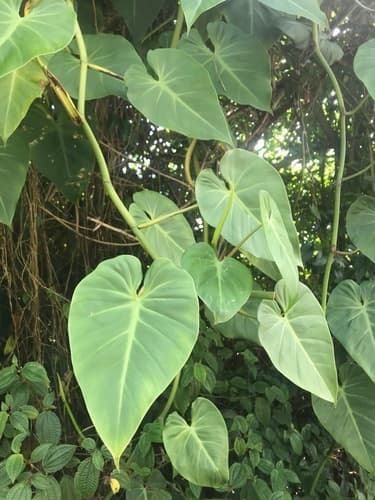 Heartleaf Philodendron — plant photo