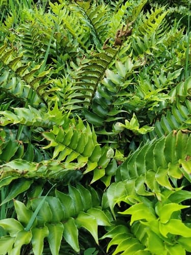 Holly Fern — plant photo