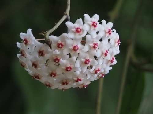 Wax Plant — plant photo