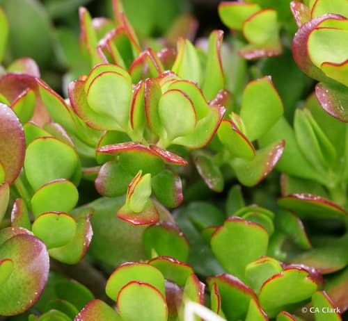Jade Plant — plant photo