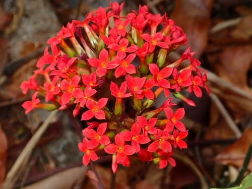 Kalanchoe — plant photo