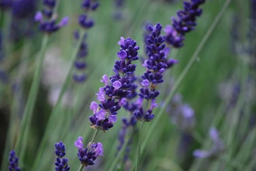 Lavender — plant photo