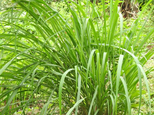 Lemongrass — plant photo