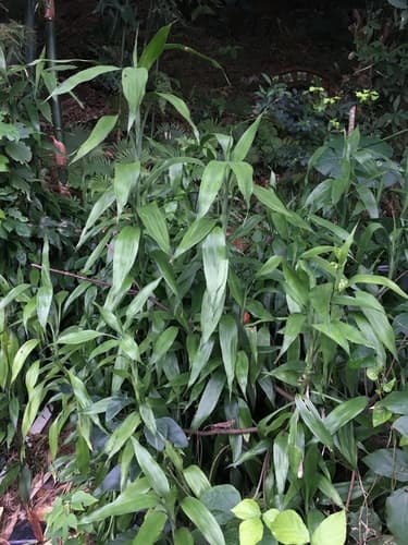Lucky Bamboo — plant photo