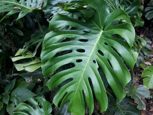 Monstera — plant photo