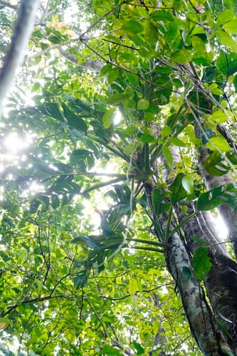 Monstera Standleyana — plant photo