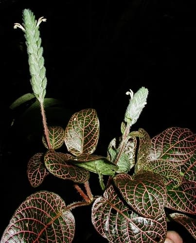 Nerve Plant — plant photo