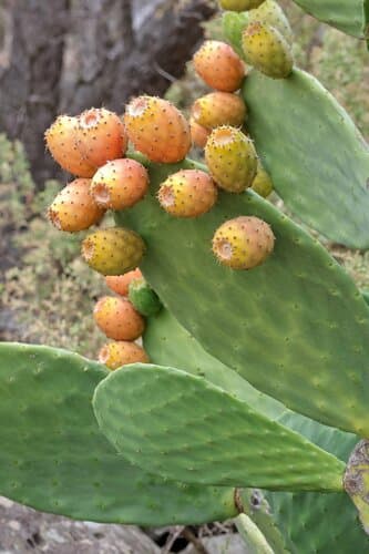 Prickly Pear Cactus — plant photo