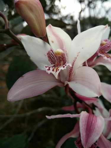 Cymbidium Orchid — plant photo