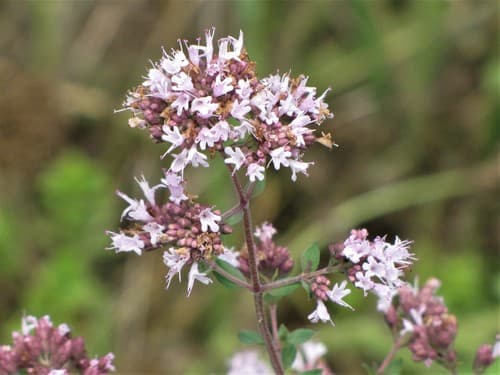 Oregano — plant photo
