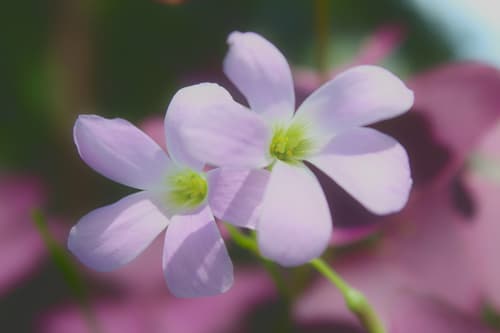 Oxalis — plant photo