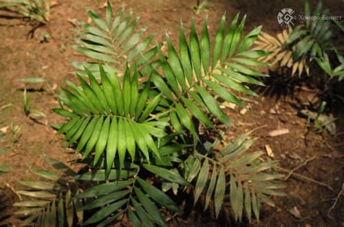 Parlor Palm — plant photo
