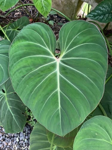 Philodendron Gloriosum — plant photo