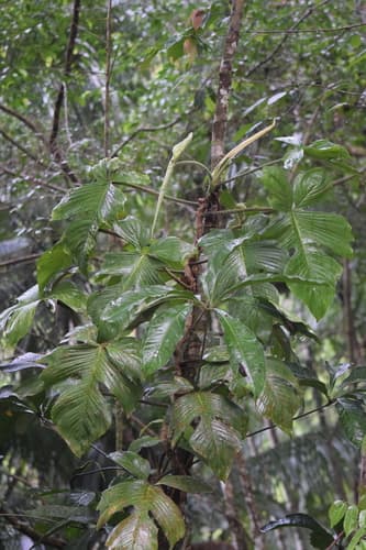 Hairy Philodendron — plant photo
