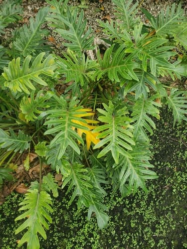 Philodendron Xanadu — plant photo