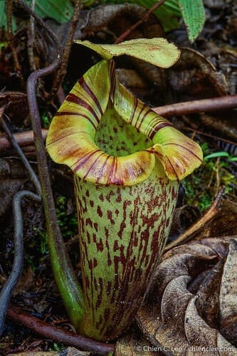 Pitcher Plant — plant photo