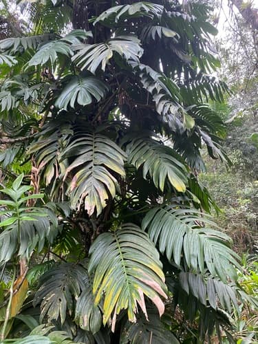 Dragon Tail Plant — plant photo